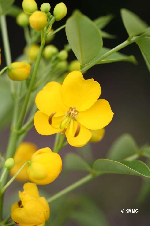 Image of arsenic bush