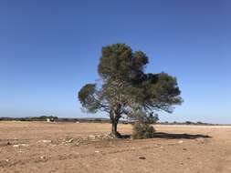 Image de Olea europaea subsp. cuspidata (Wall. & G. Don) Cif.