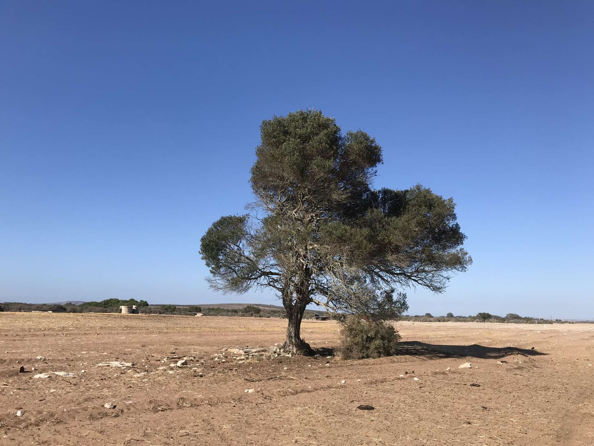 Image de Olea europaea subsp. cuspidata (Wall. & G. Don) Cif.