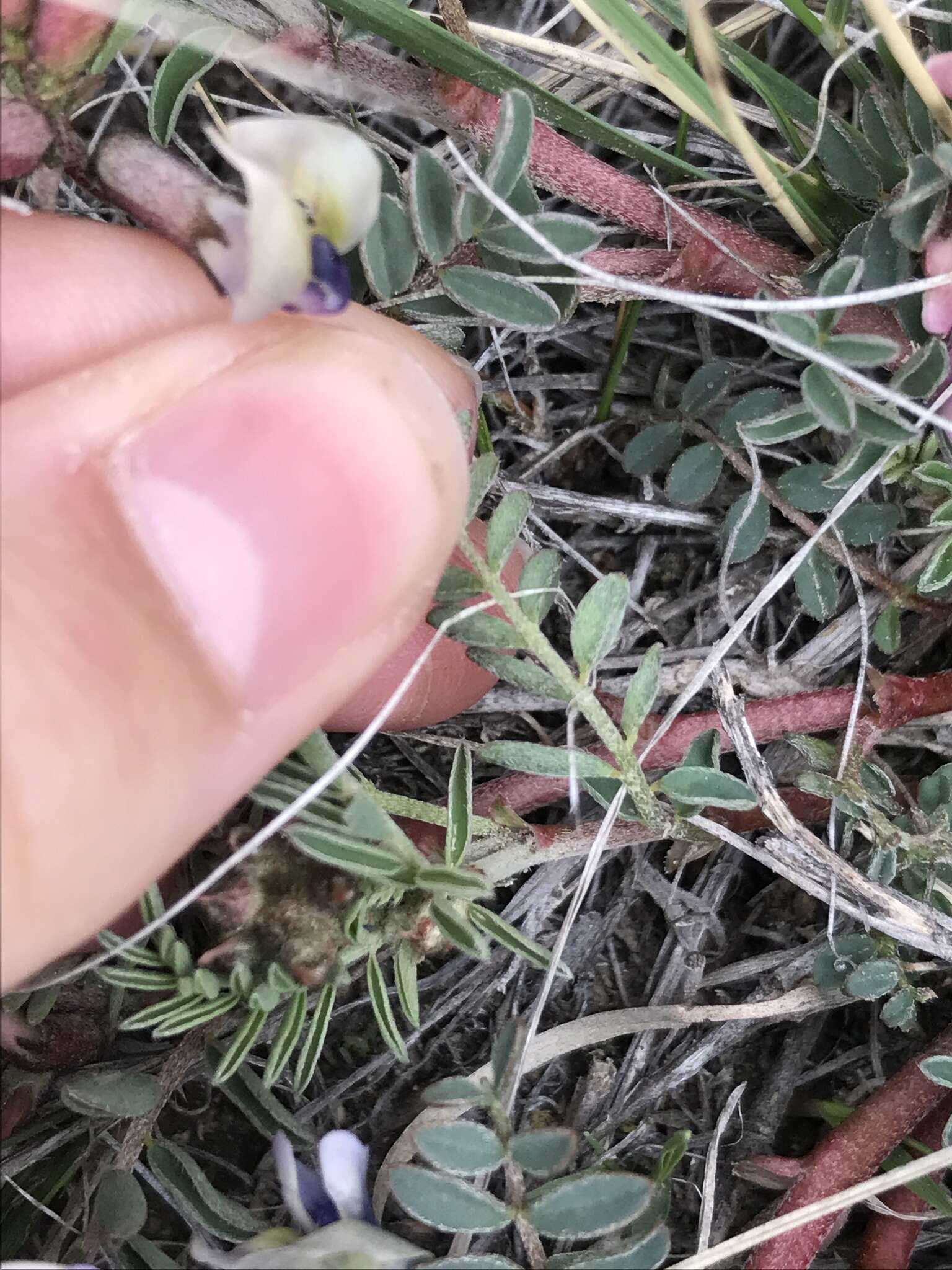 Sivun Astragalus crassicarpus var. paysonii (E. H. Kelso) Barneby kuva