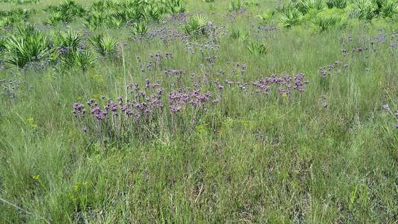 Image of Pineland Chaffhead