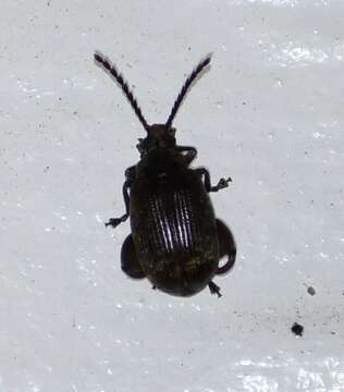 Image of Caryobruchus