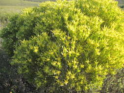 Image of Leucadendron meridianum Salter ex I. Williams