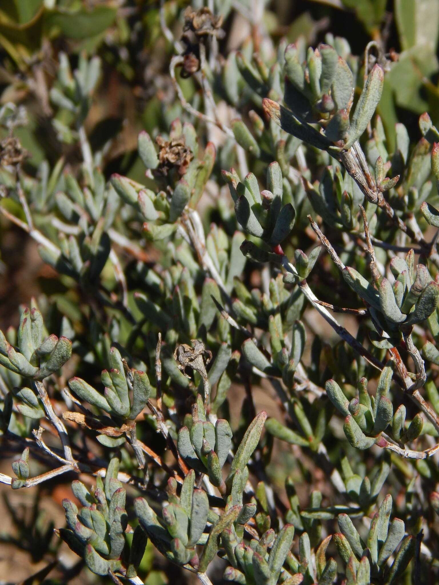 Image of Lampranthus stipulaceus (L.) N. E. Br.