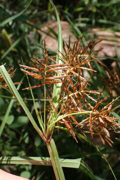 Imagem de Cyperus fulgens C. B. Clarke