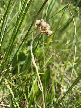 Imagem de Antennaria corymbosa E. E. Nelson