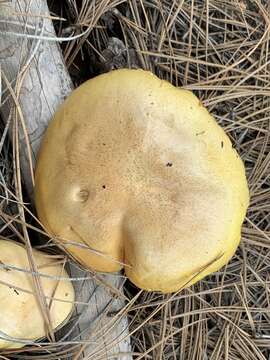 Image of Suillus kaibabensis Thiers 1976