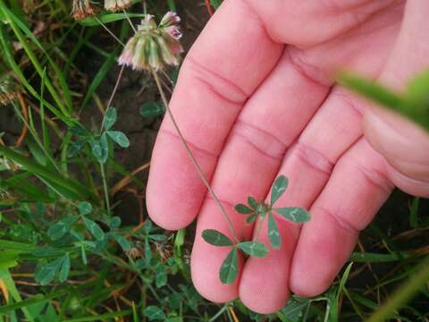 Image of Trifolium bifidum var. decipiens Greene