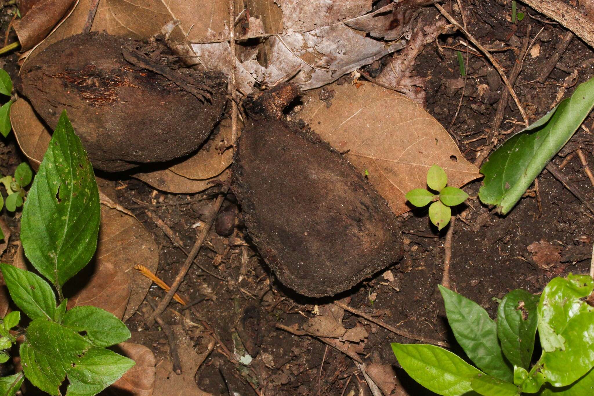 Слика од Sterculia apetala (Jacq.) Karst.