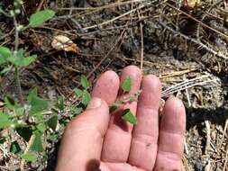 Chenopodium fremontii S. Wats. resmi