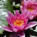 Image of Nymphaea × khurooi