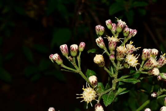 صورة Baccharis multiflora Kunth