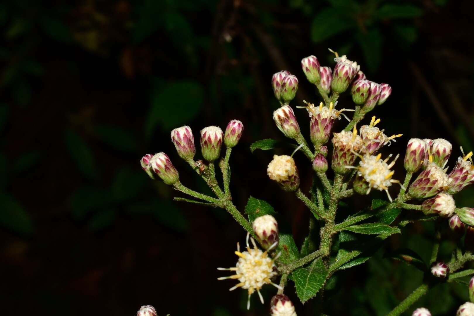 صورة Baccharis multiflora Kunth