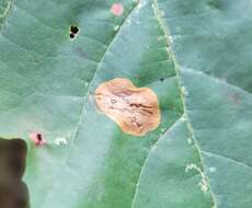 Image of Sycamore Leaf Blotch Miner