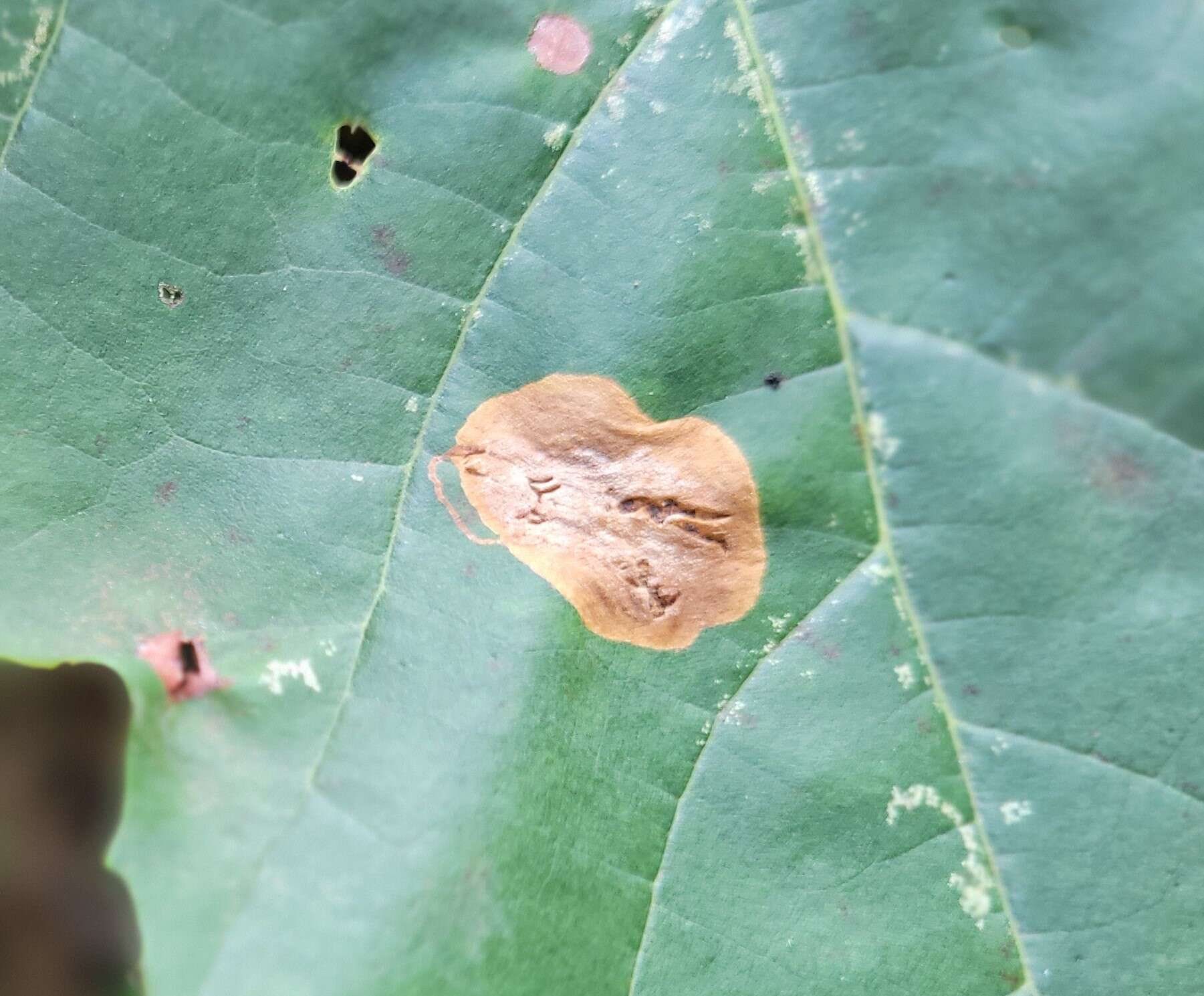 Image of Sycamore Leaf Blotch Miner