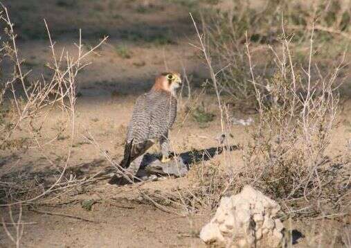 Image of Red-headed Falcon