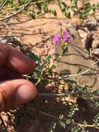 Image of Albuquerque prairie clover