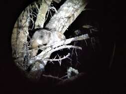 Image of Brown Greater Galago