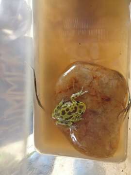 Image of Common Reed Frog