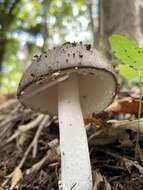 صورة Amanita pseudoporphyria Hongo 1957