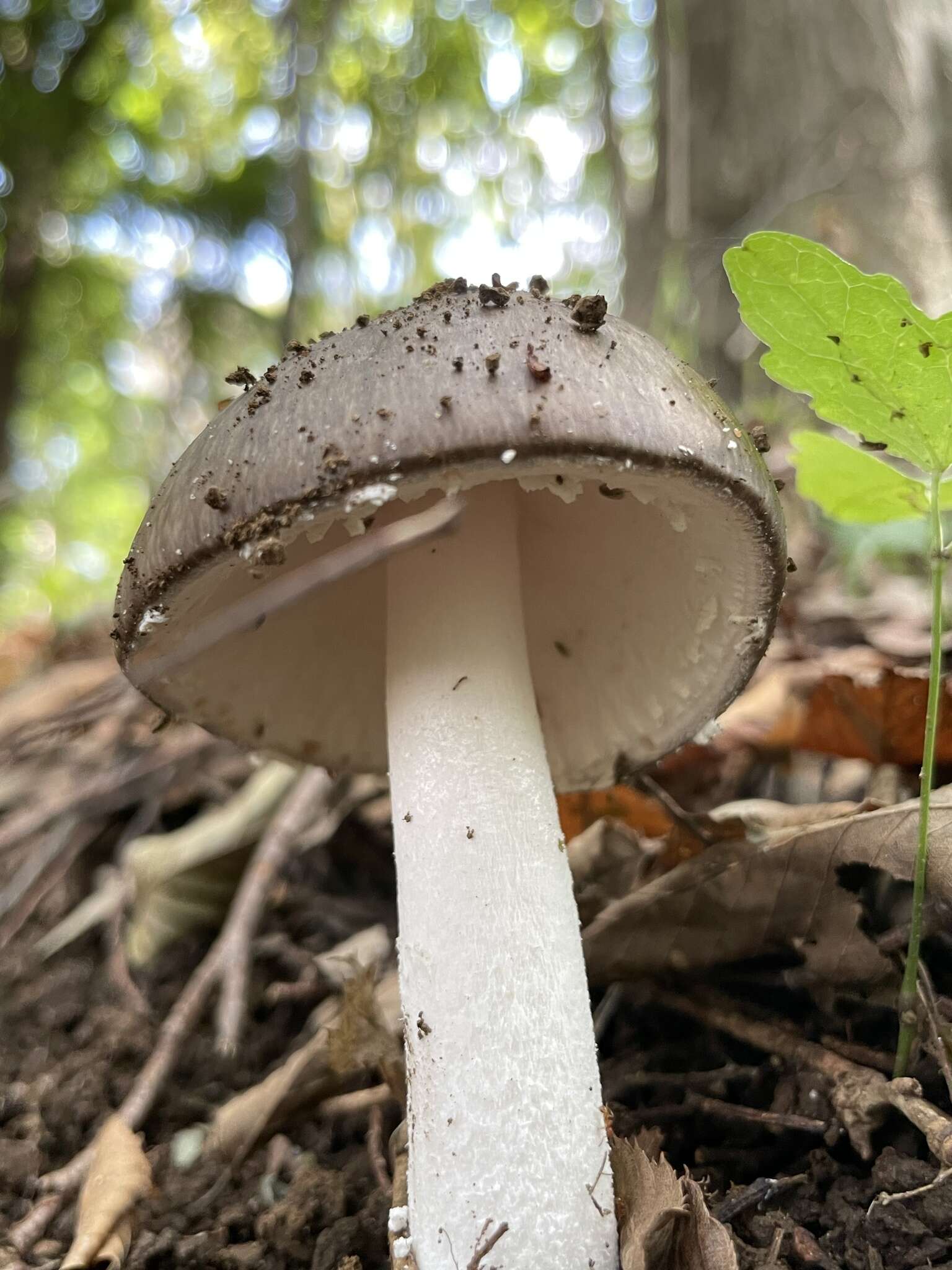 صورة Amanita pseudoporphyria Hongo 1957