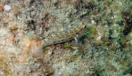 Image of Hoese&#39;s sandgoby