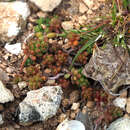 صورة Sedum album subsp. rupi-melitense Mifsud, R. Stephenson & Thiede