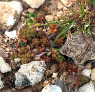 Image of Sedum album subsp. rupi-melitense Mifsud, R. Stephenson & Thiede