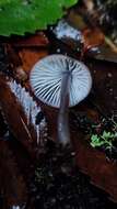 Image of Mycena atroincrustata Singer 1969