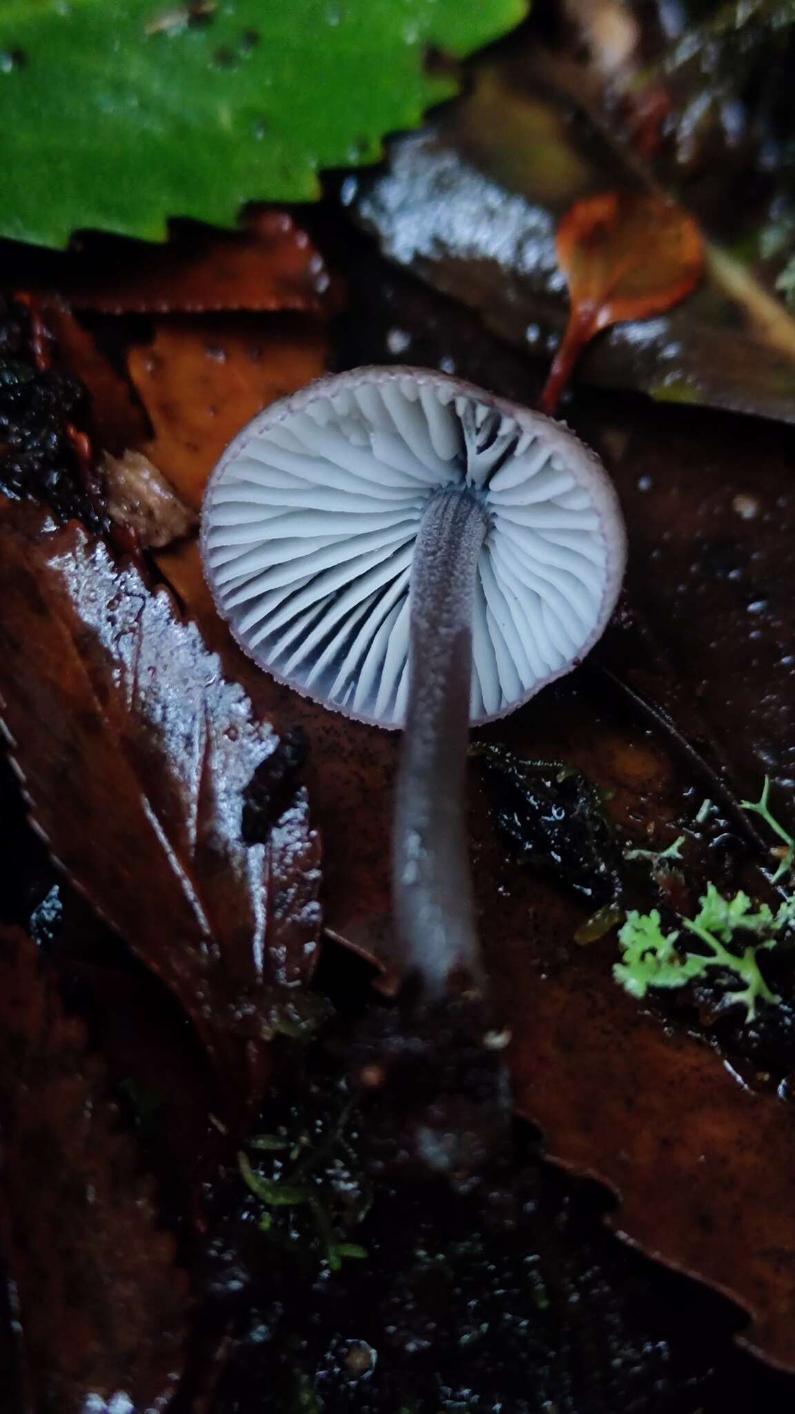 Image of Mycena atroincrustata Singer 1969