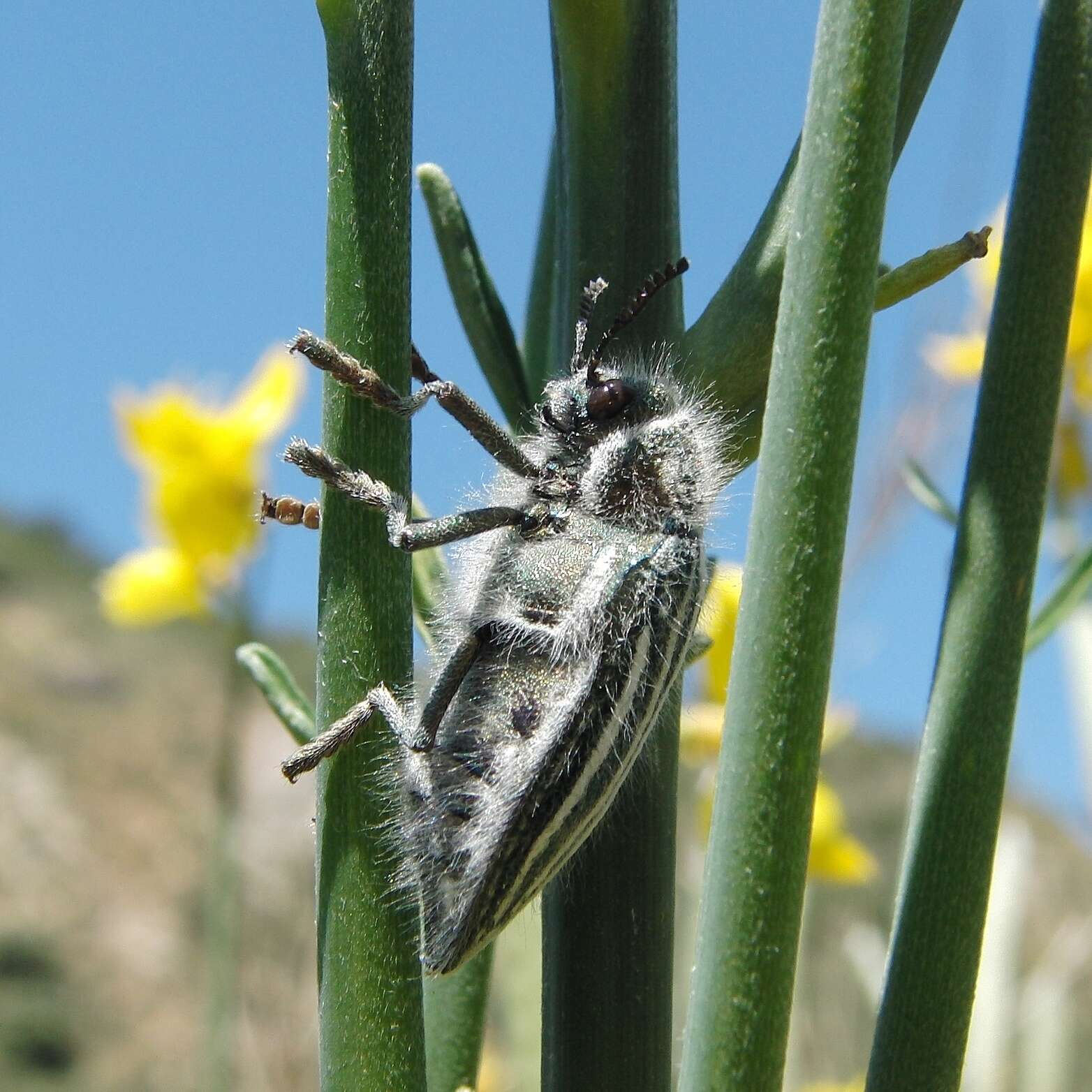 Image of Julodis fidelissima Rosenhauer 1856