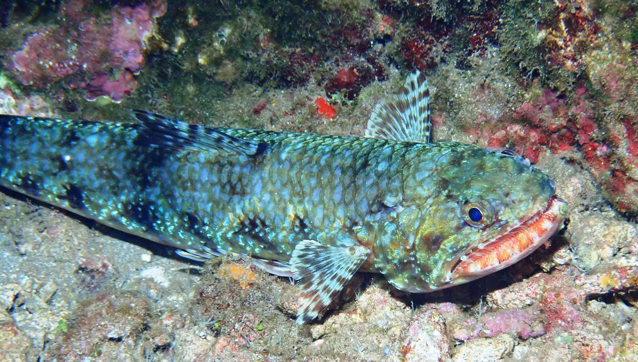 Image of Orangemouth lizardfish