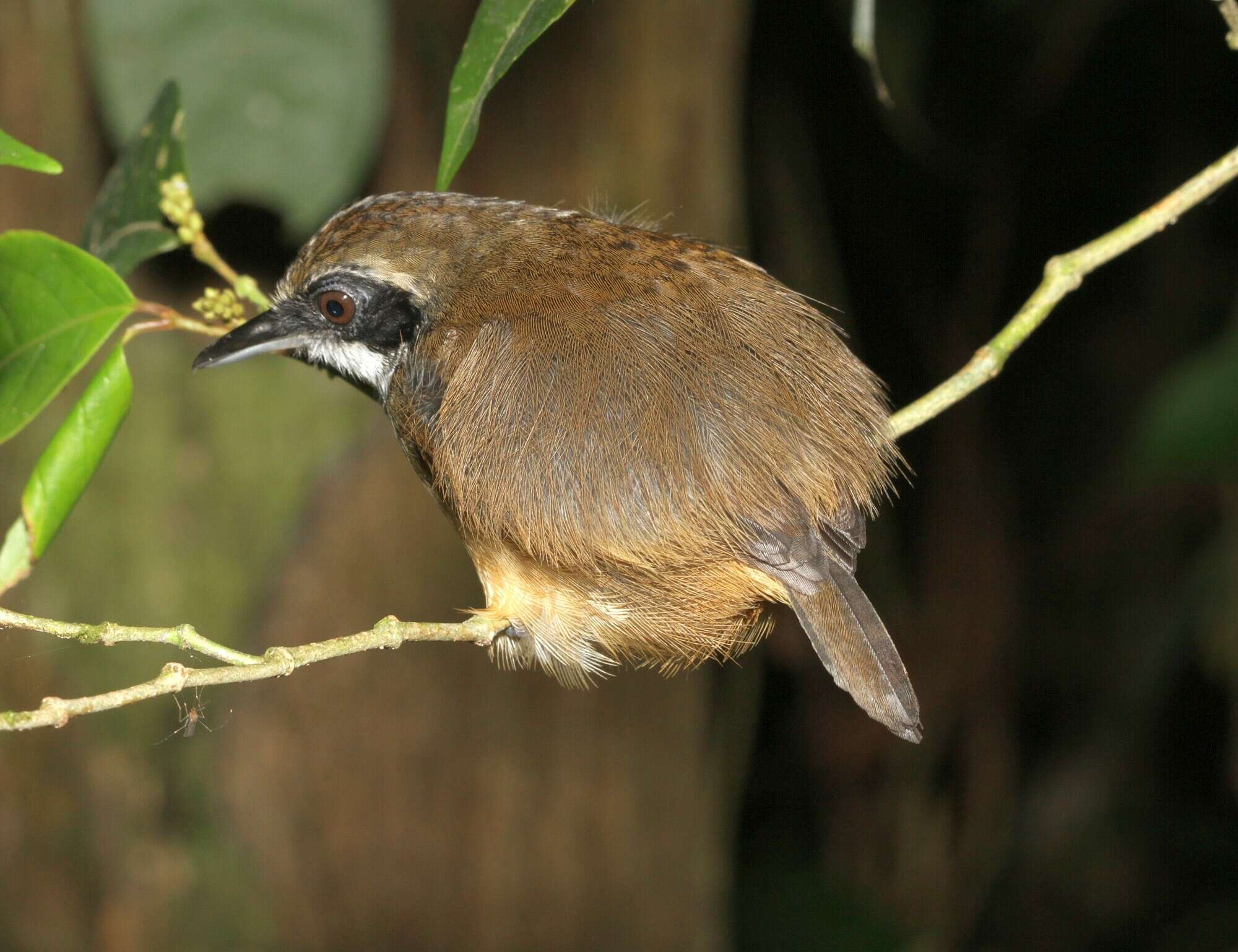 Image of Black-faced Antbird