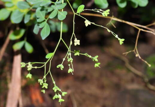 Image de Boenninghausenia albiflora (Hook.) Rchb. ex Meisn.