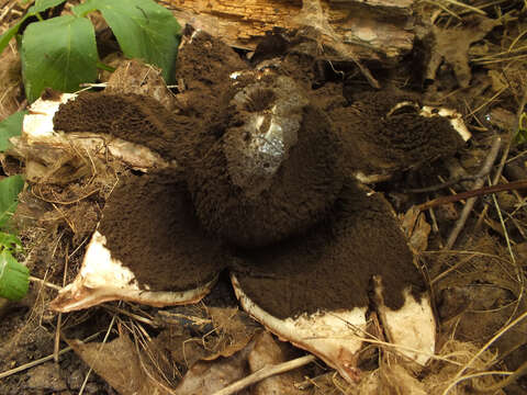 Image of Geastrum melanocephalum (Czern.) V. J. Staněk 1956