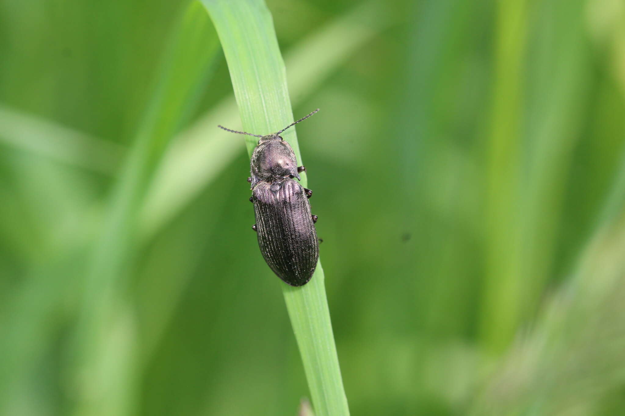 Image of Selatosomus gravidus