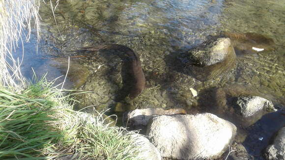 Image of Longfin eel