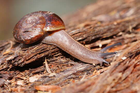 Image of Austrorhytida glaciamans (Iredale 1938)