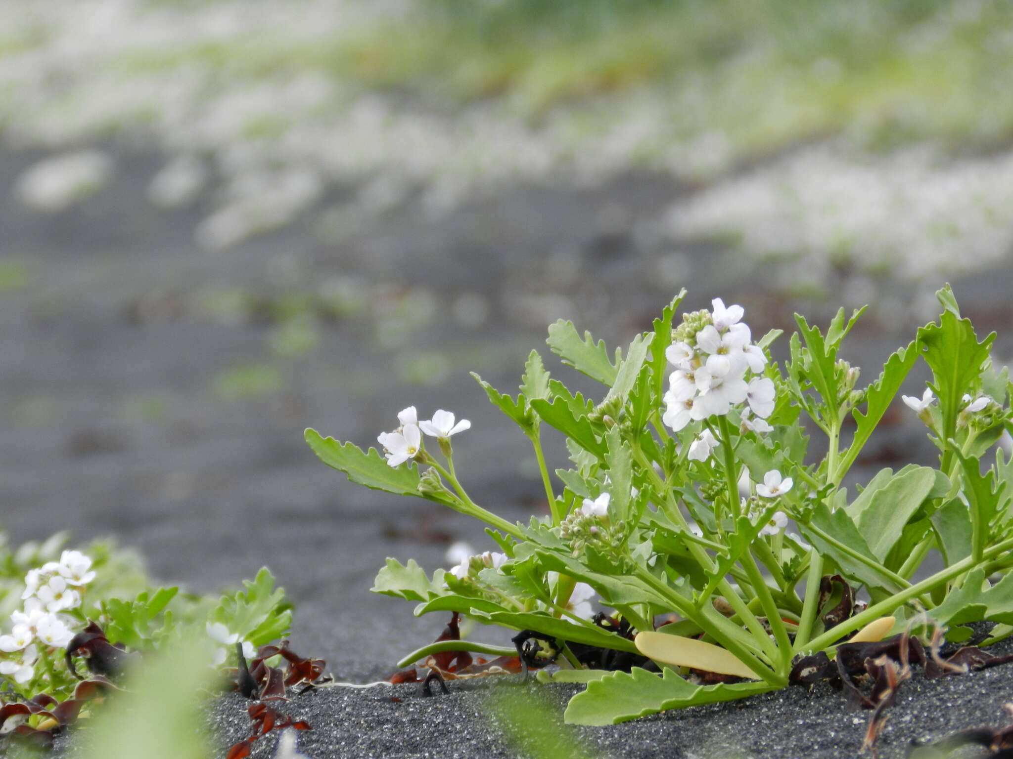 صورة Cakile maritima subsp. islandica (Gand.) Elven