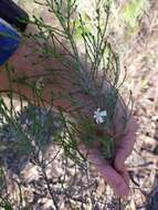 Image de Olearia teretifolia (Sond.) F. Müll.