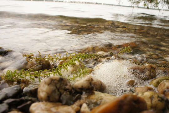 Image of western waterweed