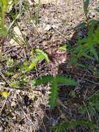 Image of Potentilla leucophylla F. Sauter