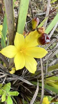 Image of Sisyrinchium nidulare (Hand.-Mazz.) I. M. Johnst.