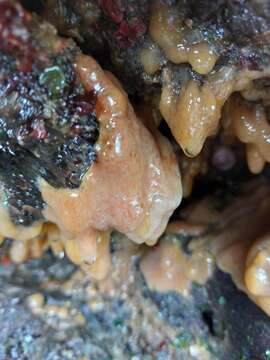 Image of Carpet sea squirt