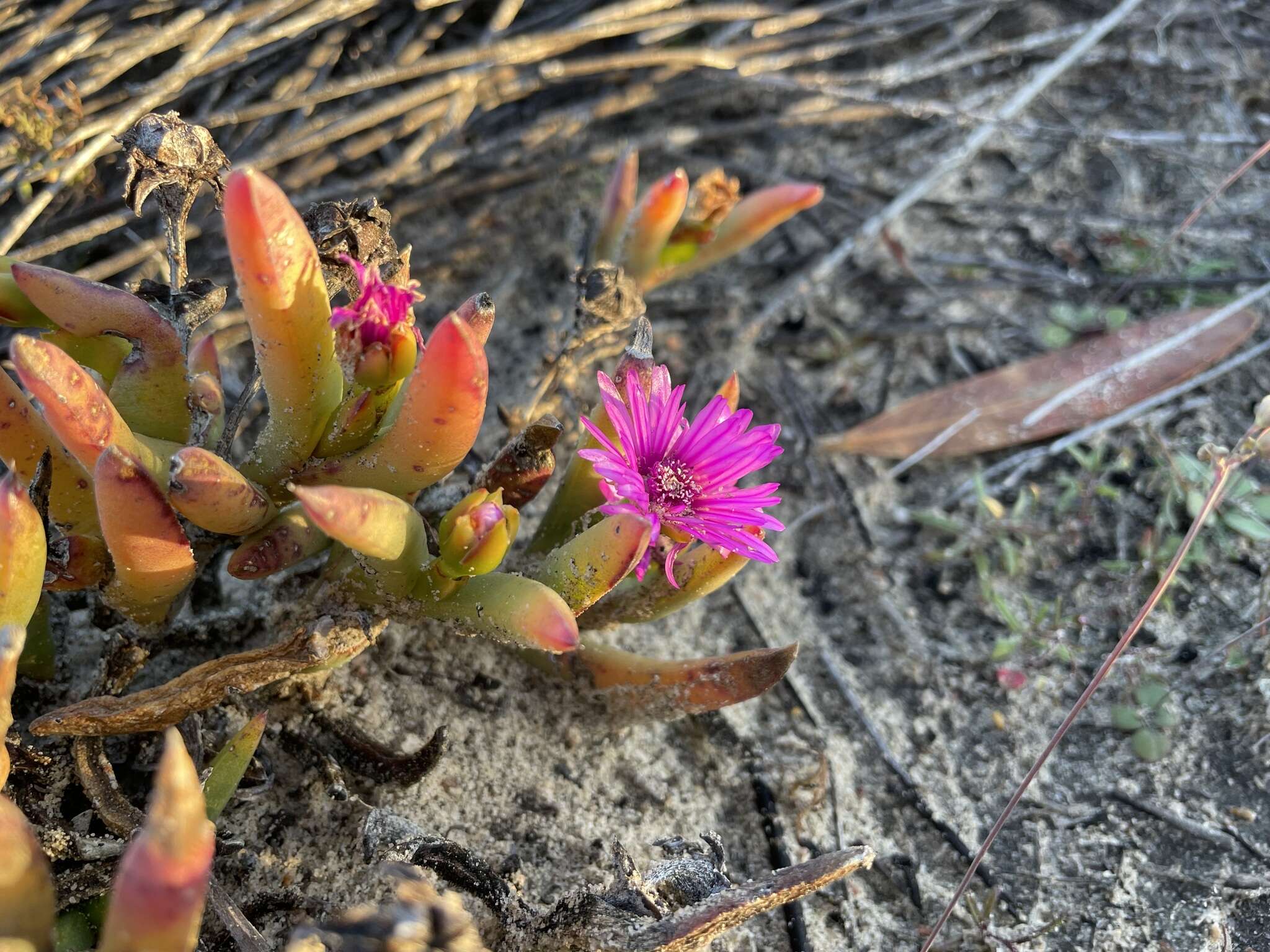 Ruschia tardissima L. Bol. resmi