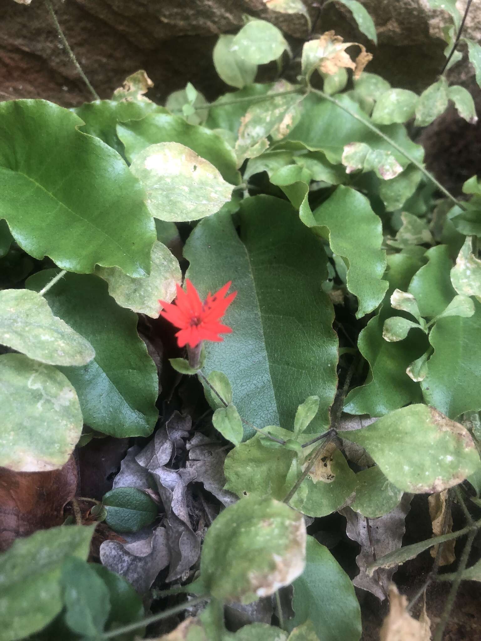 Imagem de Silene rotundifolia Nutt.