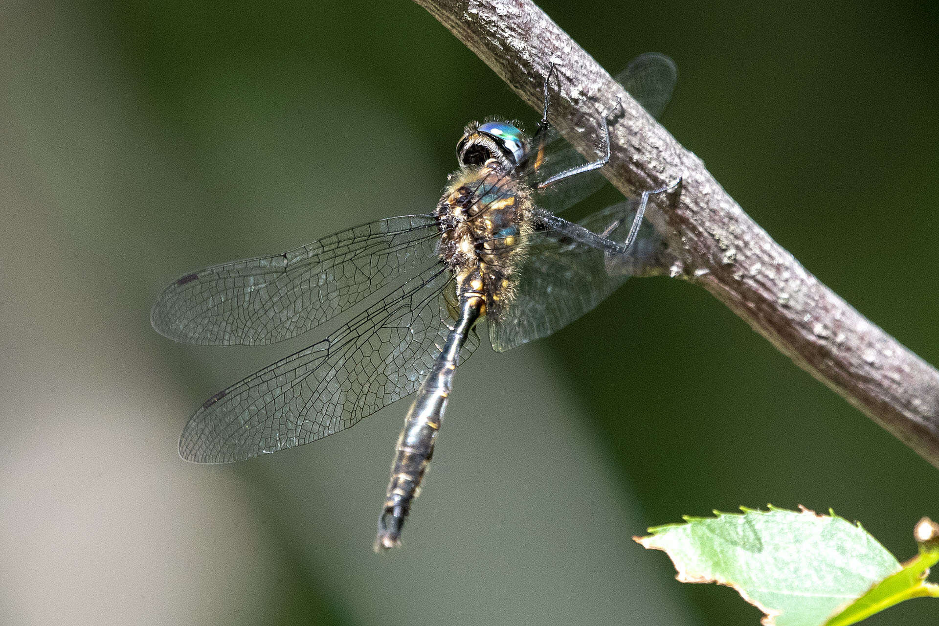 Image of Brush-tipped Emerald