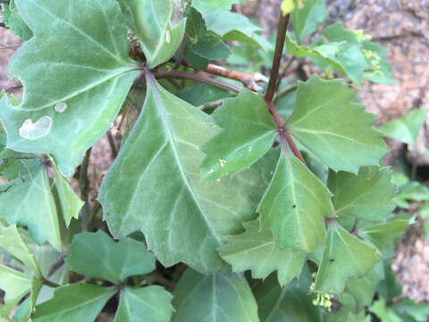 Image de Cissus trifoliata (L.) L.