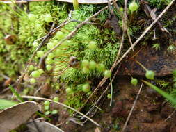 Image of Bartramia nothostricta Catcheside 1987