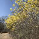 Imagem de Handroanthus billbergii subsp. billbergii